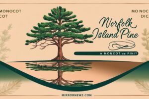 Is Norfolk Island Pine a Monocot or Dicot