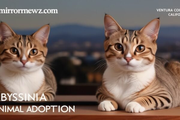 Abyssinian Cat Adoption Ventura County Ca