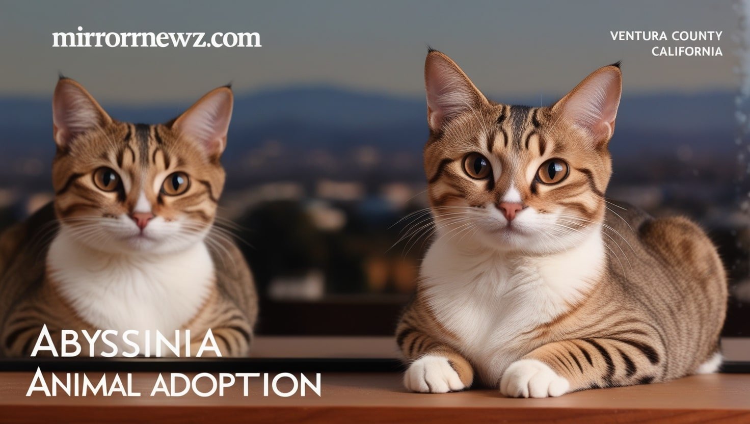 Abyssinian Cat Adoption Ventura County Ca