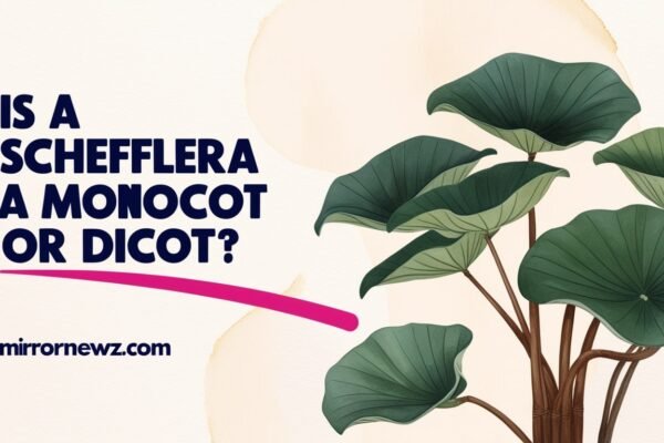 is a schefflera a monocot or dicot