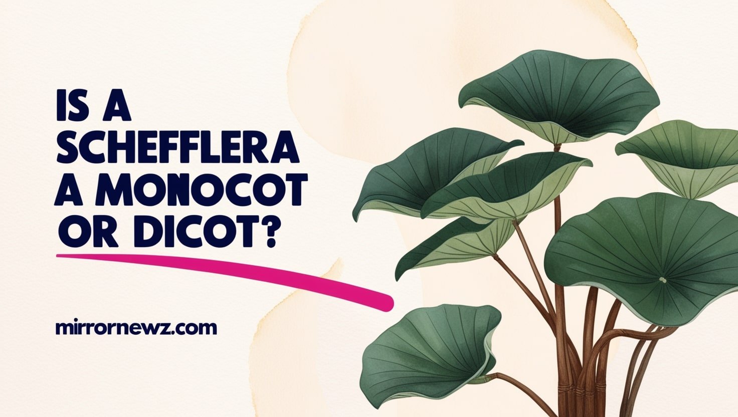 is a schefflera a monocot or dicot